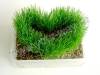 MAGIC GRASS, GROWS INTO ANY SIGN OR WORD YOU CHOSSE!!!!!!!!